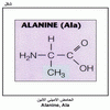 ������ ������� ������ Alanine, Ala