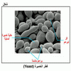 ��� ������� (Yeast)