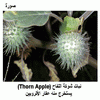 ���� ���� ������ (Thorn Apple)
