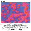 ����� ���������� ������ (Human Papilloma Virus) ������ ���� ������ ������� ���������
