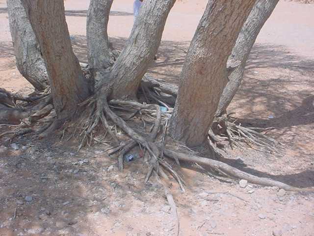 ���� ������� ������ ��� ����� �� ������� ���������