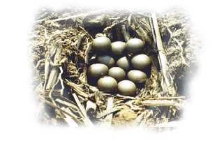 �� ����� ���� 11 ����